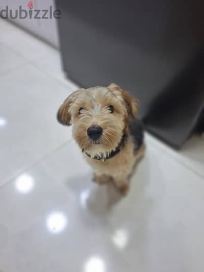 5 month Yorkshire