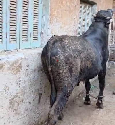 الوراق