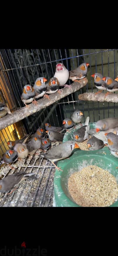 متاح مجموعة زيبرا بلاكات