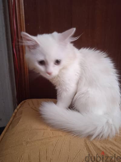 قطط صغيره