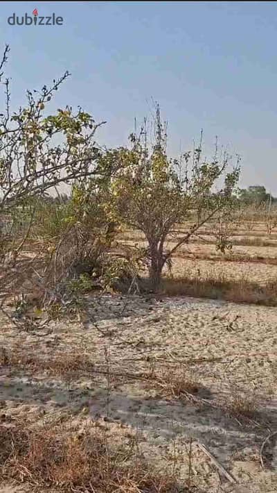 مزرعه للبيع في وادي النطرون 123فدان البحيرة ممكن تسهيلات