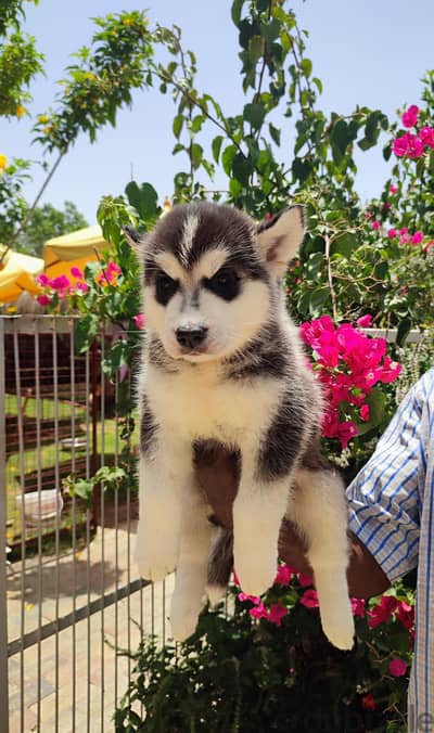 husky