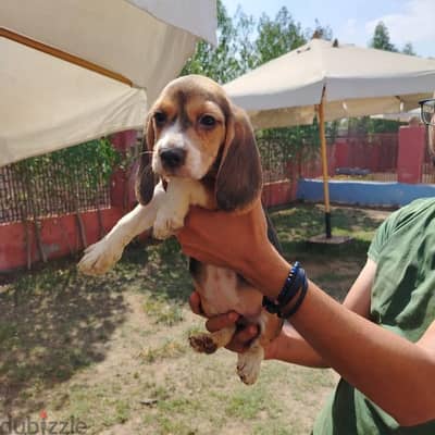 بيجل beagle