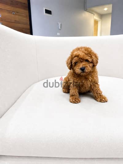 poodle بودل