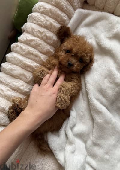 Toy poodle , maltipoo puppies توي بودل ، مالتي بو