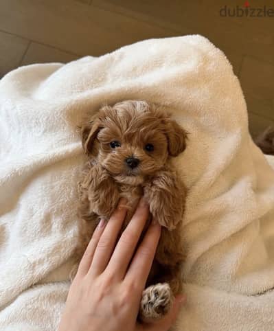 Toy poodle , maltipoo ، توي بودل ، مالتي بو