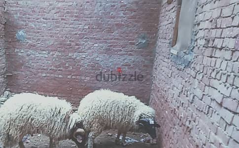 خروفين برقي تربية بيتي