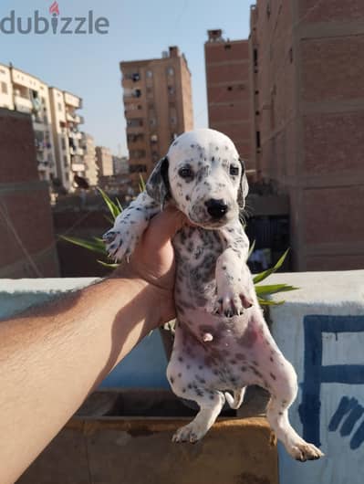ولاد وبنات دليمشن