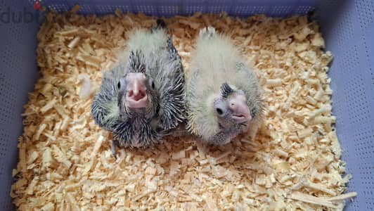 فروخ كوكيل حبشى وايزابيل لهواة التأكيل اليدوى