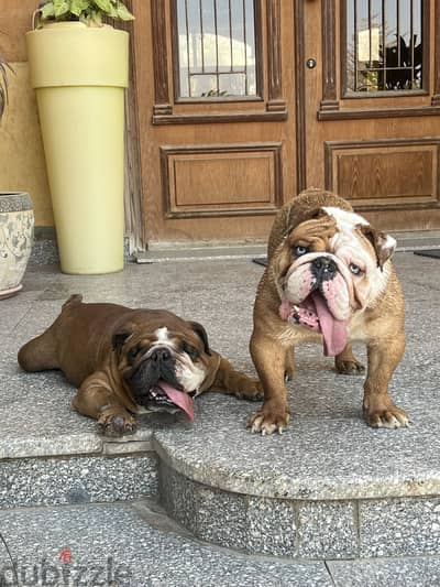 Male and 2 female bulldog