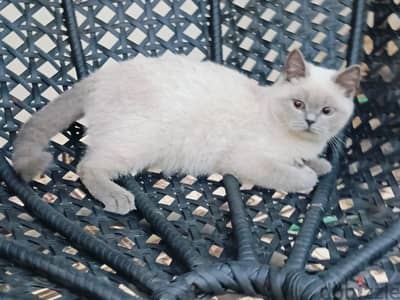 Blue point British short hair 5 months for sale