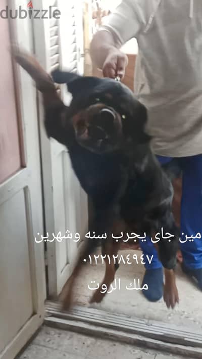 دكر روت ويلر