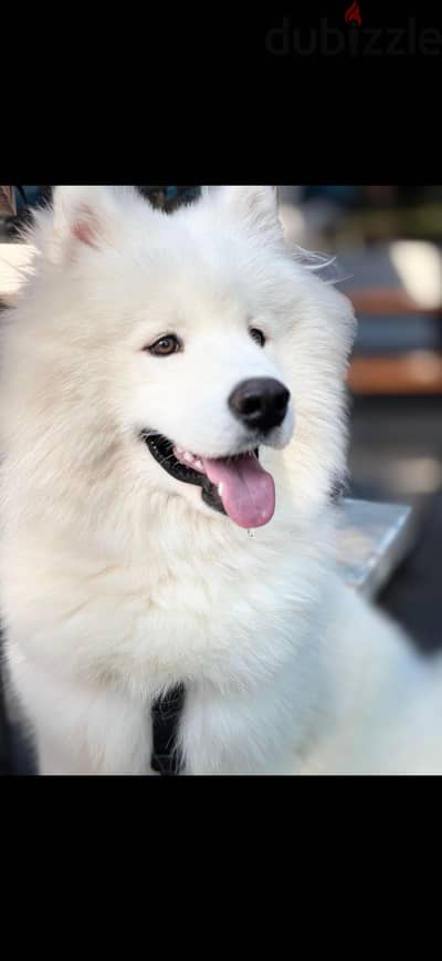 Samoyed