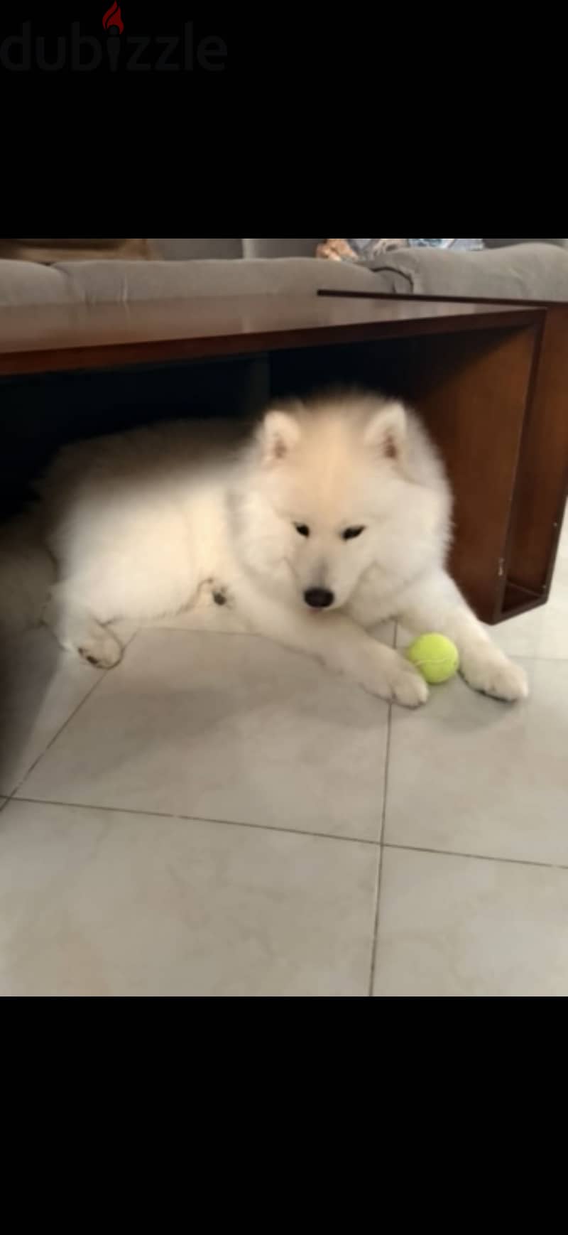 Samoyed 1