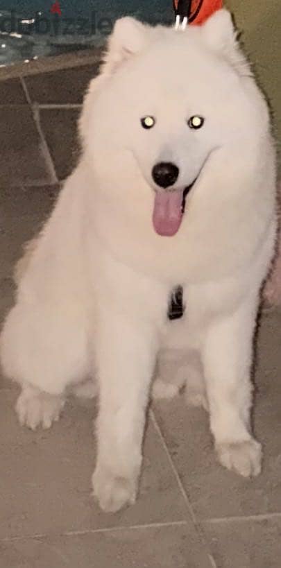 Samoyed 2