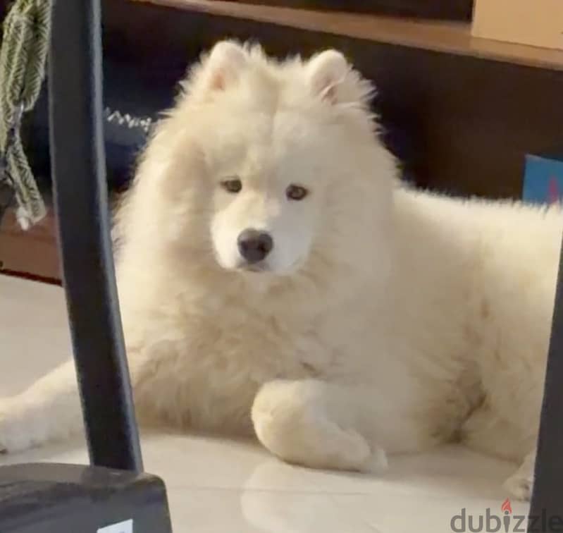 Samoyed 3