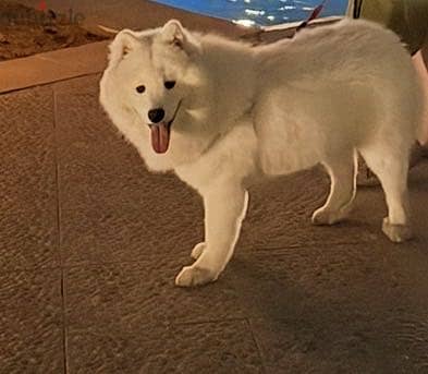Samoyed 4