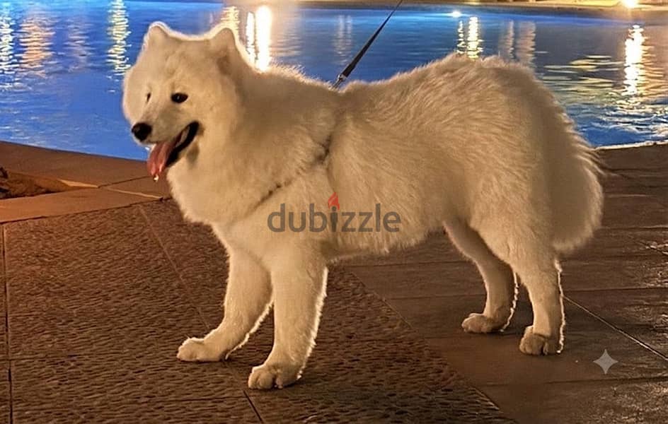 Samoyed 5