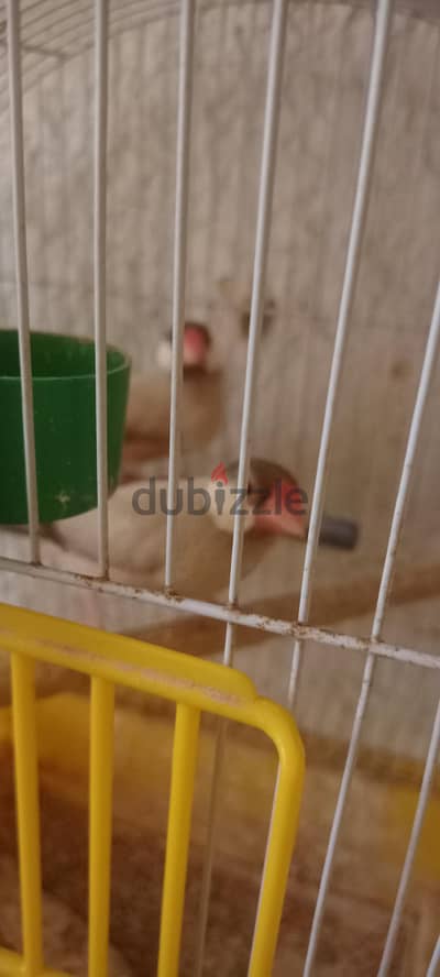 فرصه للتصفية  جاوا فون عين حمراء بسم الله ماشاء الله