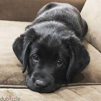 متاح احلى واجمل بابيز بلاك لابرادور بيور-labrador puppies with top q