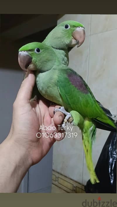 ببغاء دره أمريكي SUPER JUMPO أليف جدا جداا