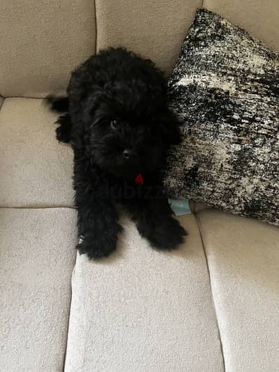 Black poodle hes very play full and its a happy dog he play with kids