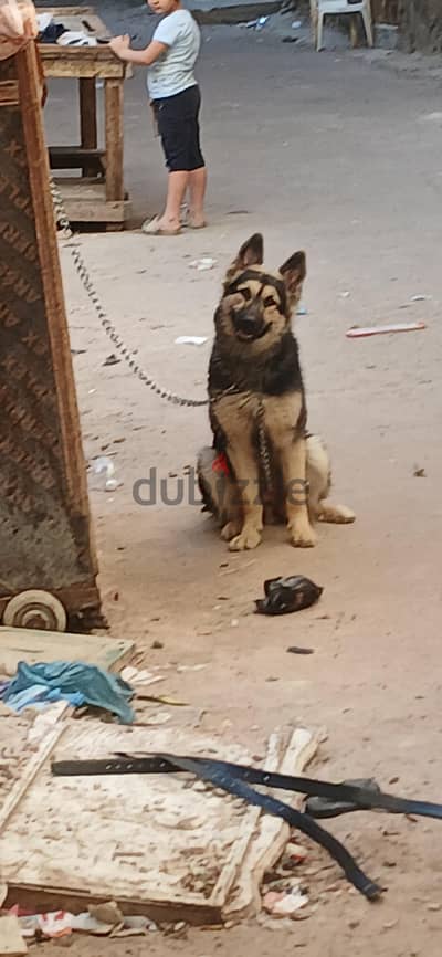 كلب جيرمن  9 شهور