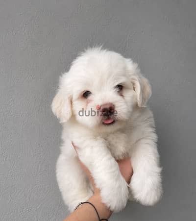 Mini puppy