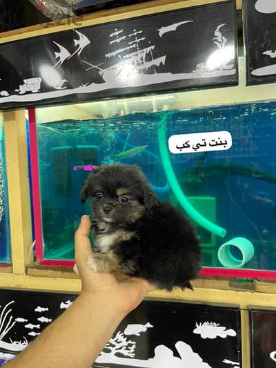 جراوي بيكنواه تي كب