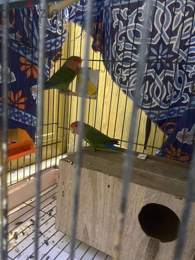 2 love birds