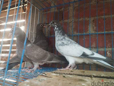 فروخ باكستانى ويمنى