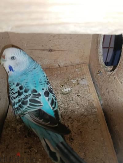 صاحب الاعلان