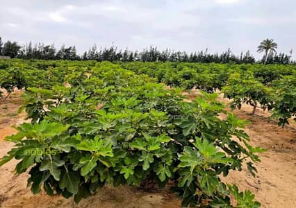 مزرعة للبيع فرصه استثمارية مميزه مزرعة جاهزة للتشغيل والإنتاج فورًا على طريق مصر إسكندرية الصحراوي