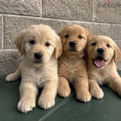 Golden Retriever جولدن ريتريفر