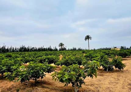 مزرعة للبيع فرصه استثمارية مميزه مزرعة جاهزة للتشغيل والإنتاج فورًا على طريق مصر إسكندرية الصحراوي