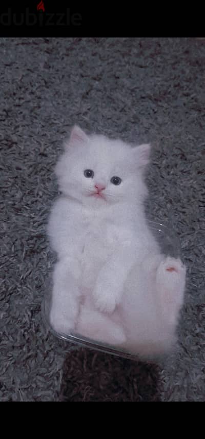 Persian cat for sale