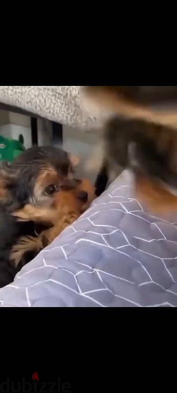 the fluffiest mini yorkshire female puppy you will ever own