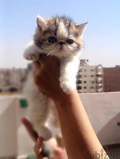 قط فان براون زوار توب