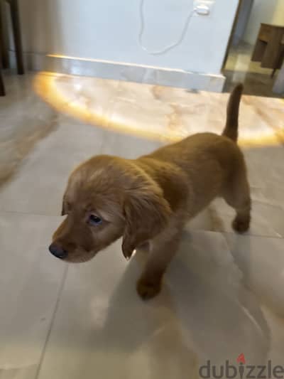 Golden retriever puppies pure 100%