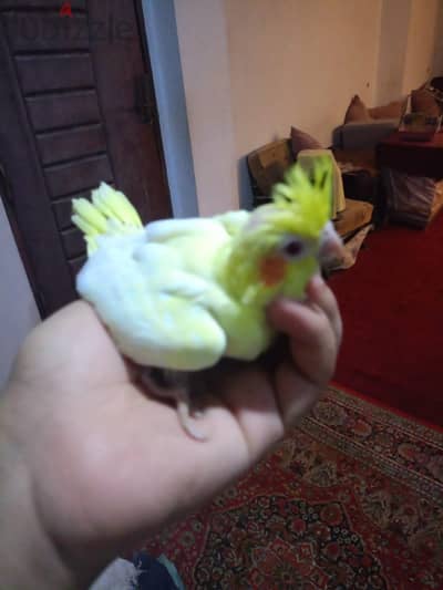 زغليل لاتيني للتاكيل اليدوي