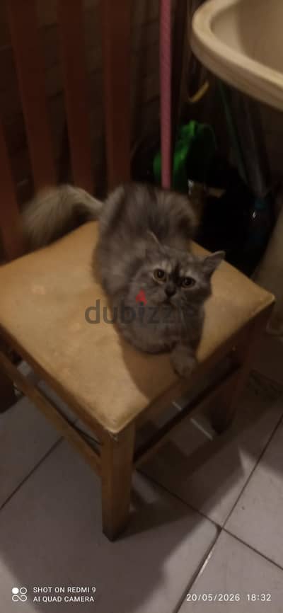 قط شيرازي. British longhair.