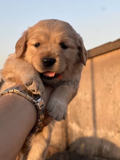 Golden retriever puppy vaccinations