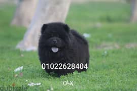 available black male chow chow تشاو تشاو 0