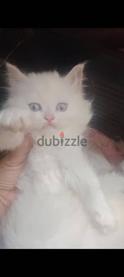 اجمل بنوتايه بونبونايه هيمالايه