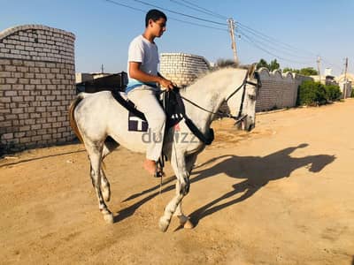 anglo arab horse