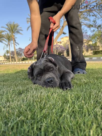 Cane corsa 4 months