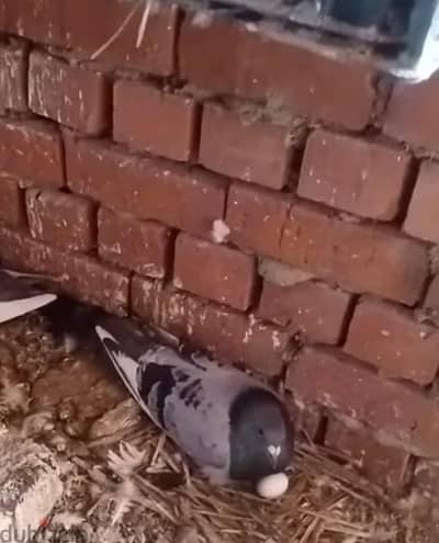 للبيع مجموعه حمام بلدي وزاجل شغالين ماشاءالله