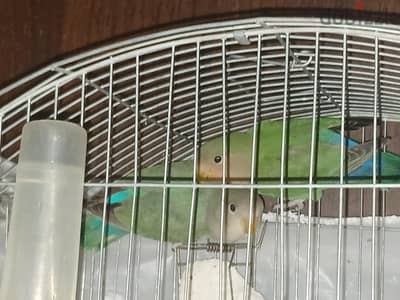 عصافير روز