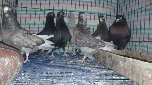 تصفيات قصوص بهلوانات وقشر بندق