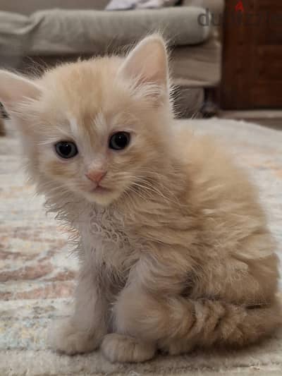 cream white Persian